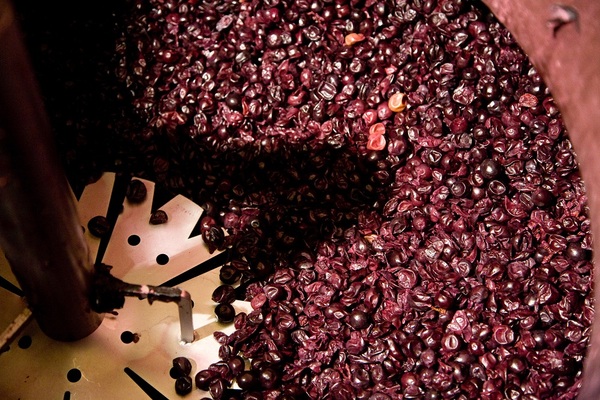 酒帽管理 "酒帽"指的是酿酒桶中浮在酒液上面的葡萄皮等酒渣.